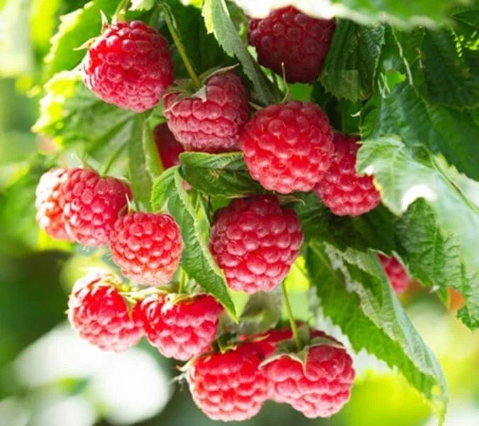 Latham Raspberry Plants - Easy to Grow - 2-Year-Old - Rubus idaeus (No Ship to California)