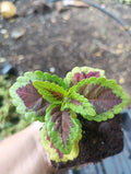 Coleus Talavera Sienna Live Plant Plugs - Colorful Foliage for Garden Home DIY