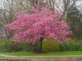 Stella Cherry Tree Seeds - 5 Pack - Flowering Pink Ornamental - Prunus serrulata