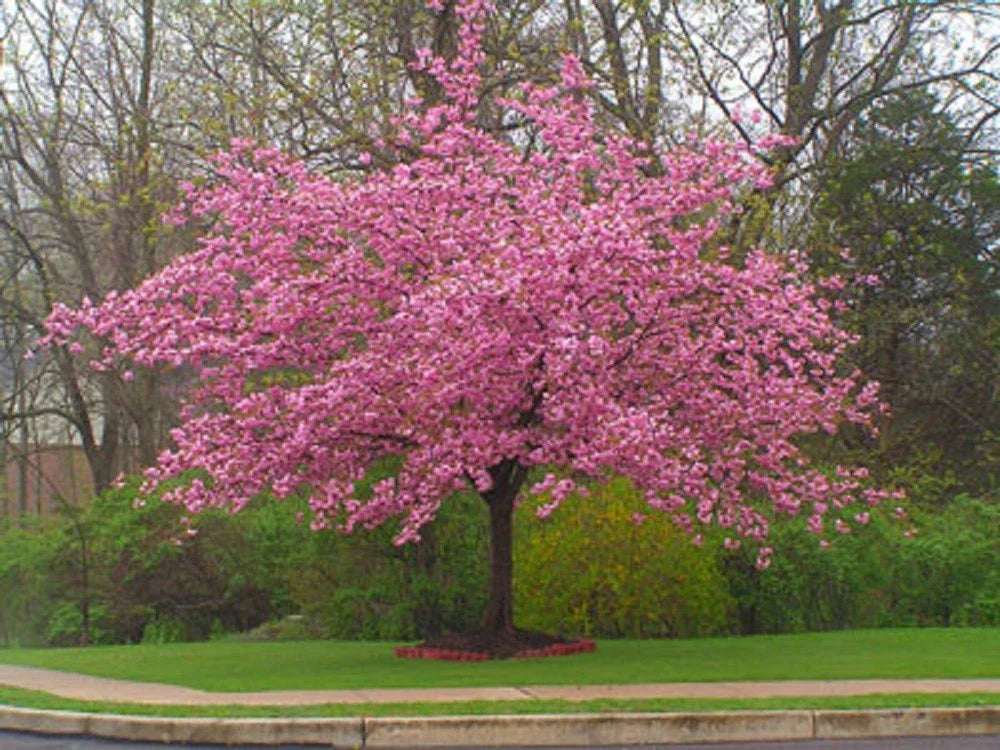 Stella Cherry Tree Seeds - 5 Pack - Flowering Pink Ornamental - Prunus serrulata