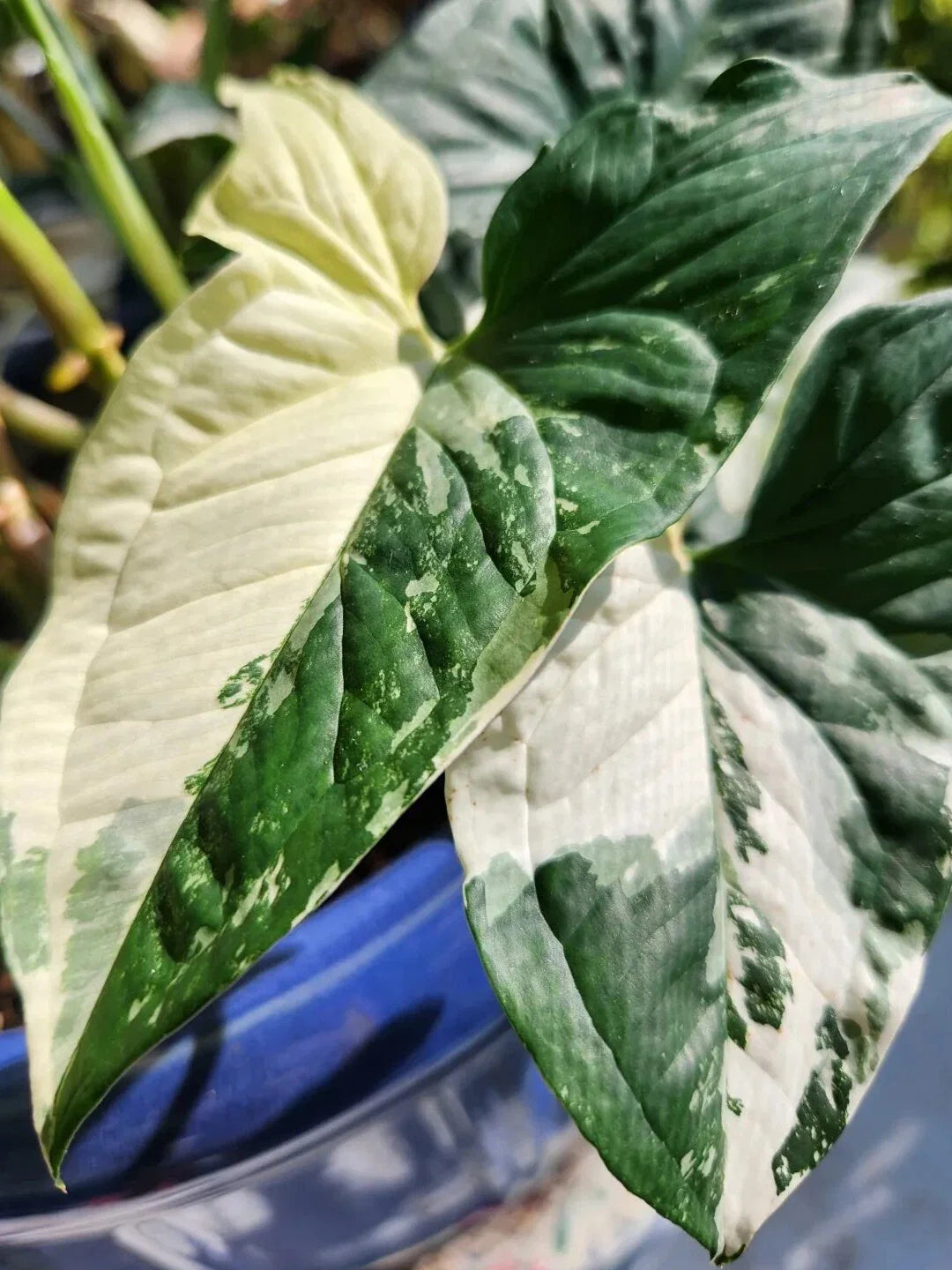 Syngonium Podophyllum Albo-Variegatum 'White Knight' Marble Variegated Plant - Tropical Houseplant, Indoor Decoration