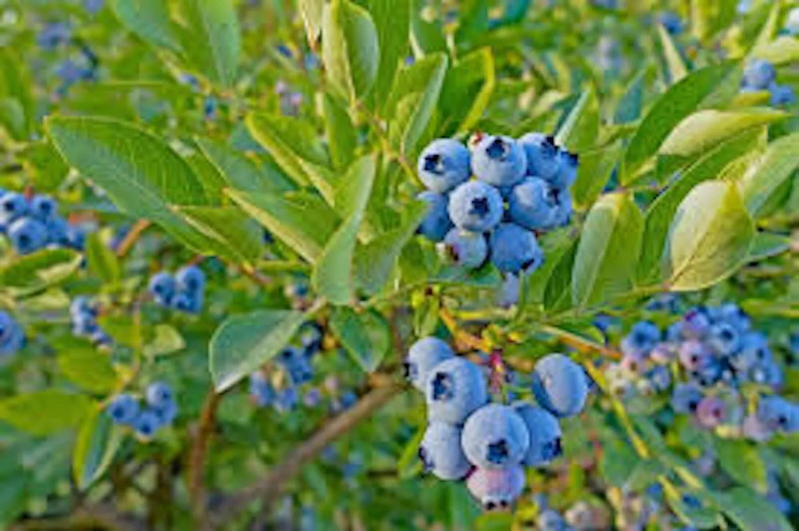 Dwarf Blueberry Plant 4-6 inches Top Hat Vaccinium angustifolium Starter Bush Edible Fruit Container Gardening