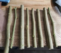 Moringa Oleifera Cuttings 8 Thick Non-GMO + 10 Seeds Horseradish Drumstick Tree
