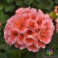 Presto Light Salmon Geranium Seeds - 25+ Seeds for Garden - Pelargonium x hortorum - USA