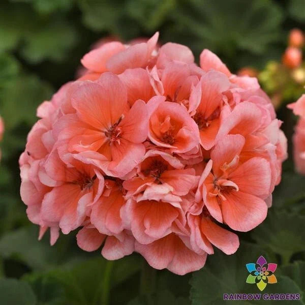 Presto Light Salmon Geranium Seeds - 25+ Seeds for Garden - Pelargonium x hortorum - USA