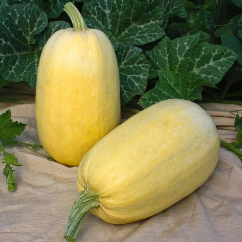 Organic Spaghetti Winter Squash Seeds - 10 Pack - Cucurbita pepo - USA Grown, Ships Free