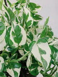 Pothos Pearls and Jade Cuttings - Variegated Devil's Ivy Indoor House Plant - Epipremnum aureum