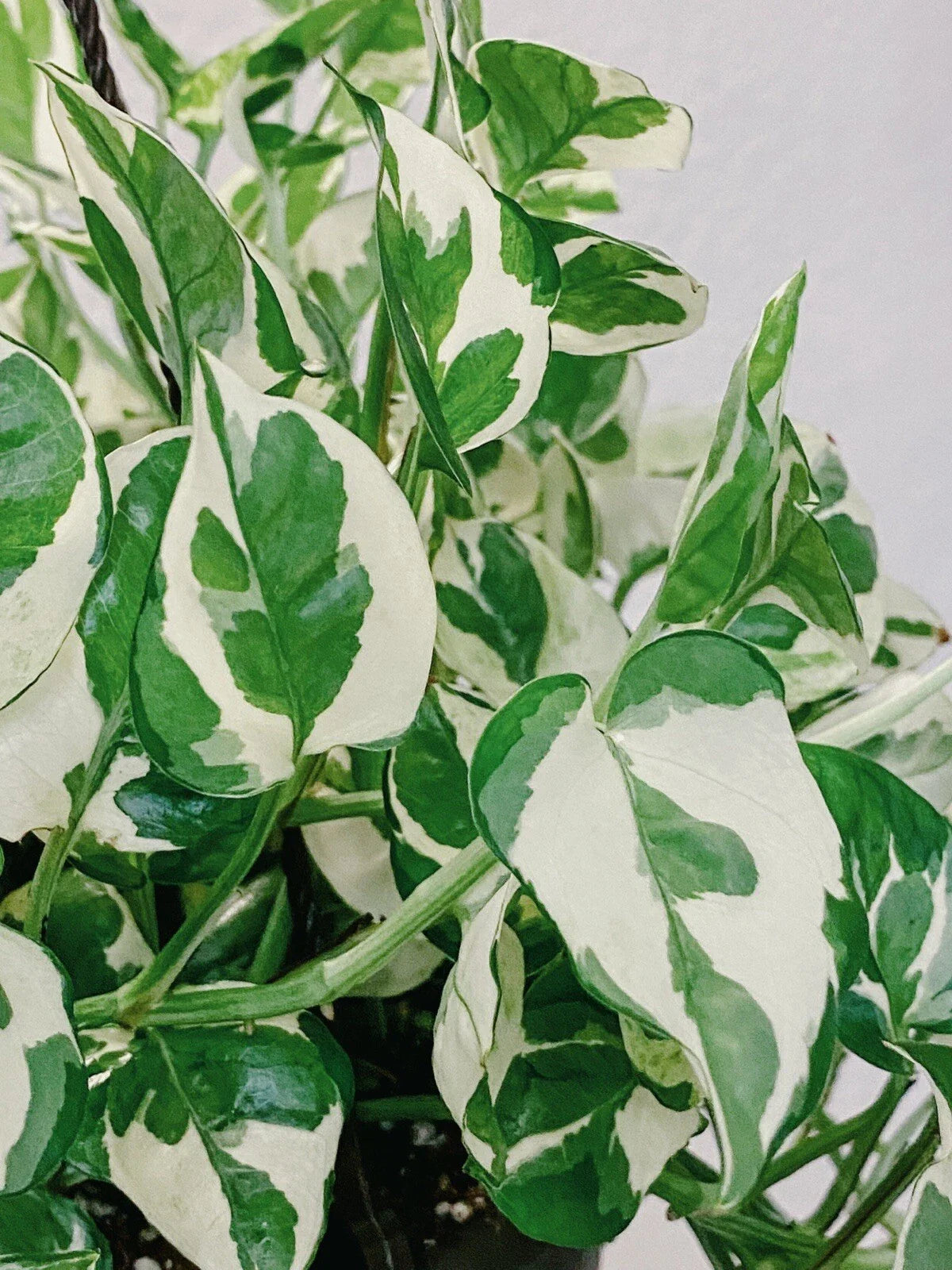 Pothos Pearls and Jade Cuttings - Variegated Devil's Ivy Indoor House Plant - Epipremnum aureum