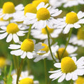 Roman Chamomile Seeds | 2,000 Seeds | Heirloom Non-GMO | Chamaemelum nobile | Aromatic Garden Herb