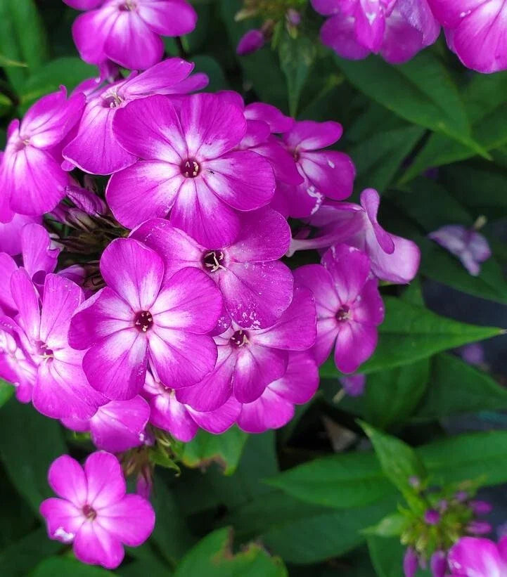 Purple Volcano Phlox 100 Seeds for Garden Planting - Phlox paniculata - USA Grown, Free Shipping