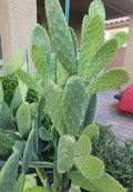 Giant Red Flower Burbank Spineless Opuntia Prickly Pear Nopal Cactus Pads - Edible Cactus Variety