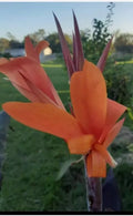 Orange Canna Lily Bulbs, 3 Count, Dark Foliage, Canna indica