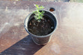 Desert Ironwood Tree - Well Rooted Olneya Tesota Bonsai - Unique Indoor Plant - Drought Tolerant