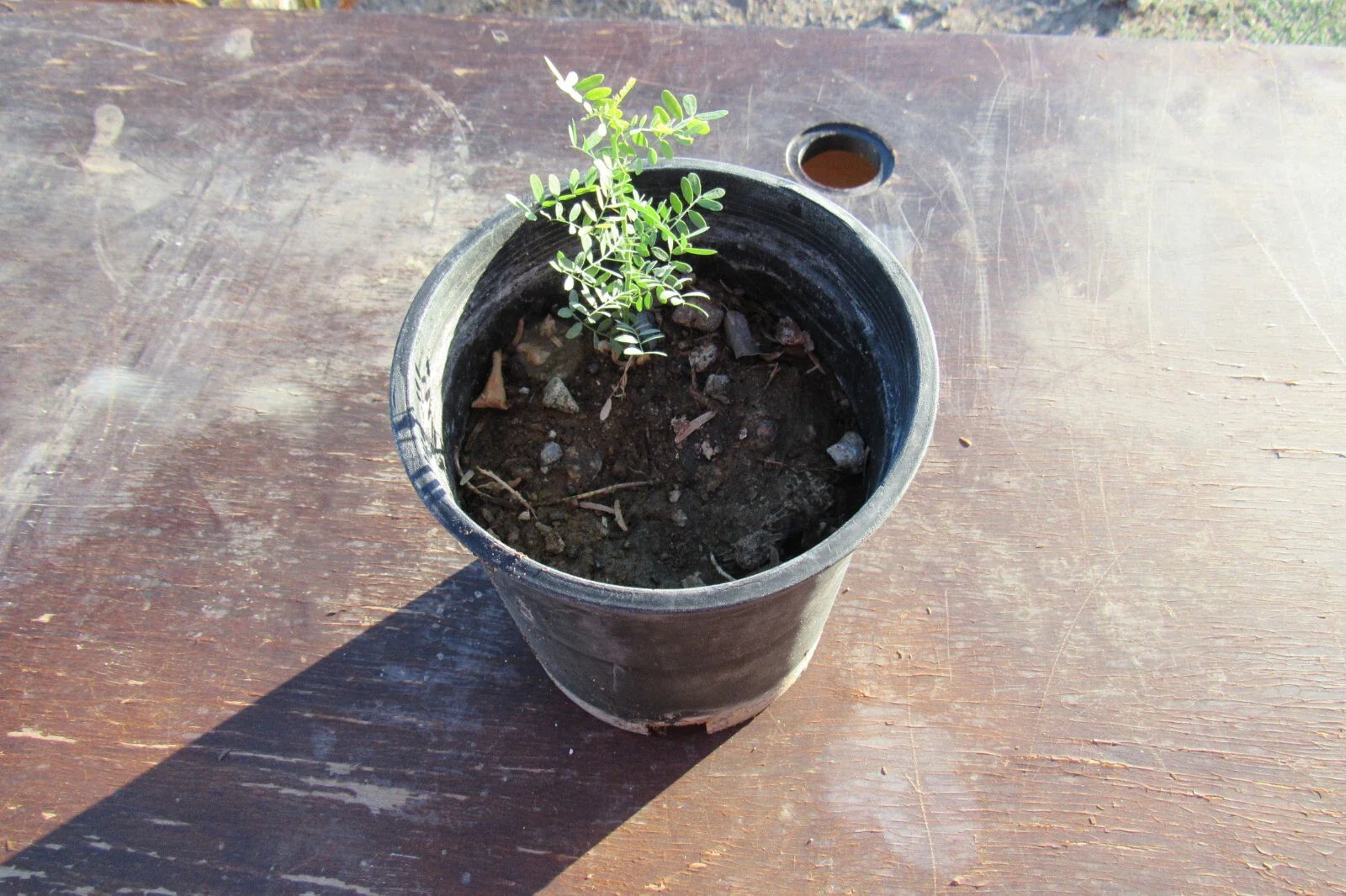 Desert Ironwood Tree - Well Rooted Olneya Tesota Bonsai - Unique Indoor Plant - Drought Tolerant
