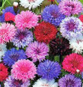 Dwarf Polka Dot Mix Seeds - Bachelor Button - 1000 Seeds - Centaurea cyanus