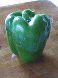 YOLO WONDER SWEET PEPPER SEEDS - 20 Glossy Seeds, Chef's Favorite Variety, Capsicum annuum