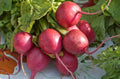 Radish Seeds - 360 Count - Comet Red with White Inside - Raphanus sativus - GroCo USA - Buy 15 Ships Free