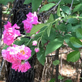 Heirloom Pink Seven Sisters Rose Cuttings - 8 Clippings - Climbing Bushes - No Roots - 6 Inch