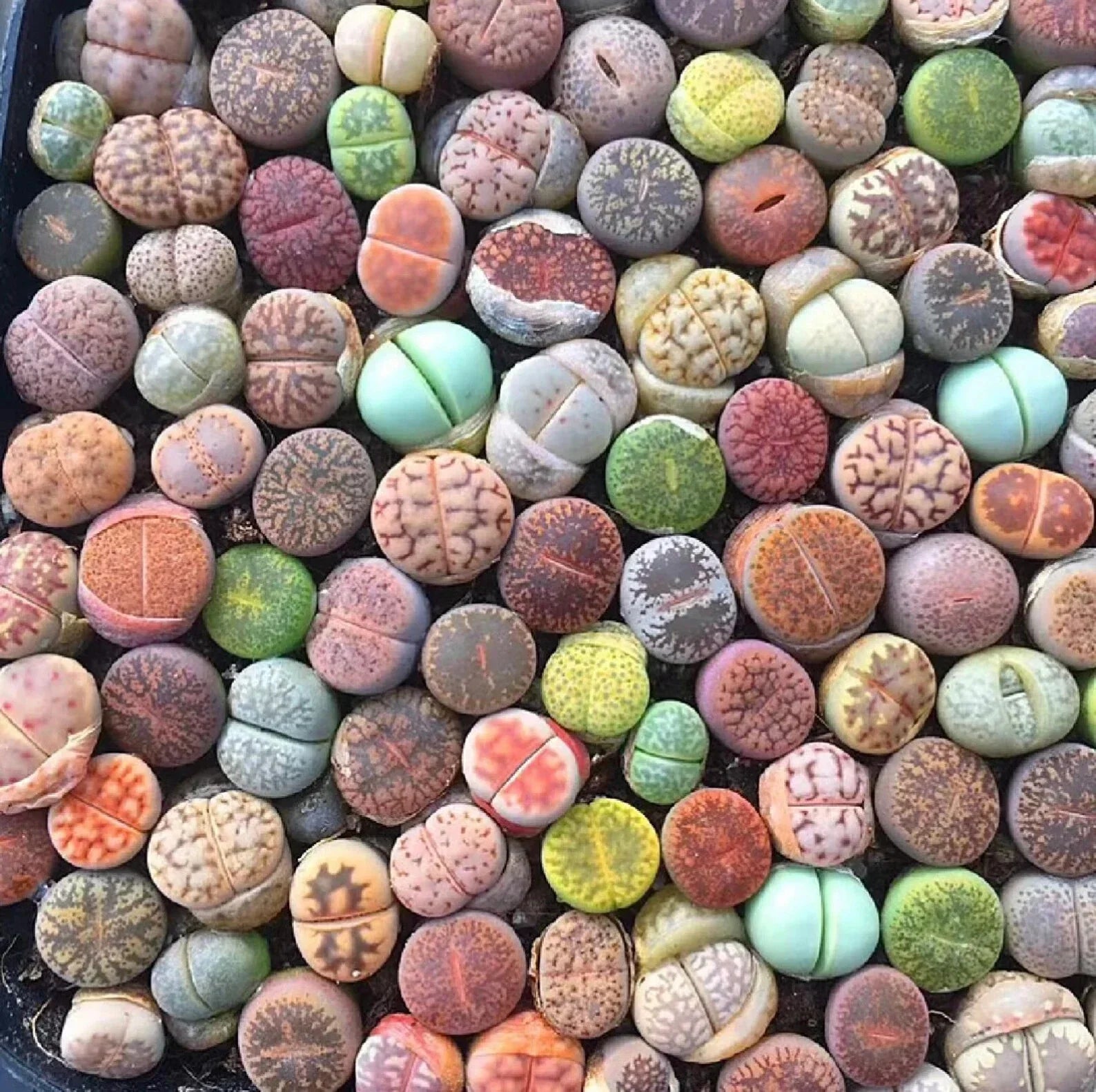 Mixed Succulent Plant Seeds - 100pcs Living Stones Lithops Seeds, Drought-Tolerant Varieties, Perfect for Gardens and Containers