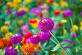Zinnia Seeds for Planting - 250+ Cut and Come Back - Vibrant Colors, Zinnia elegans