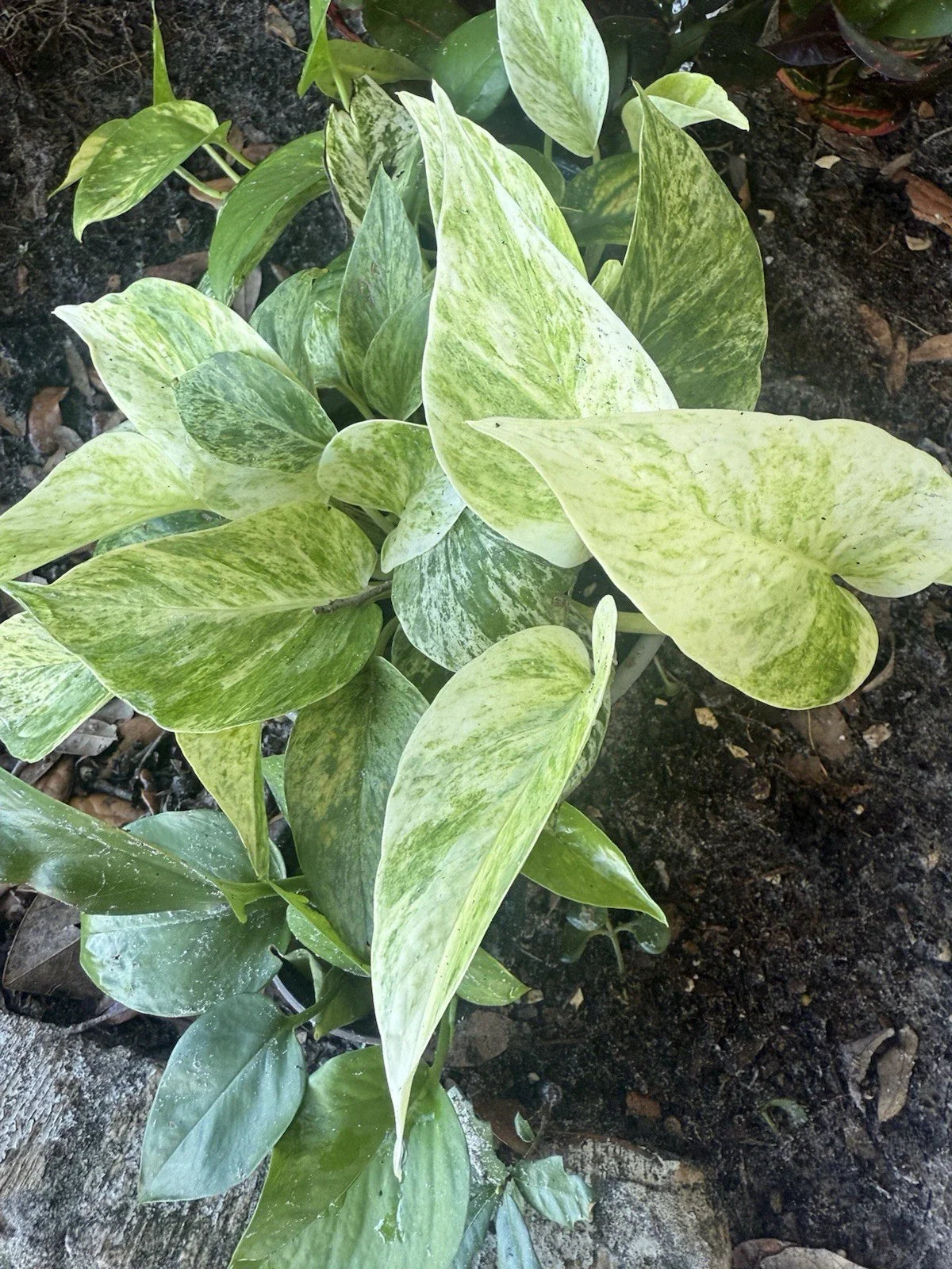 Assorted Pothos Plant Rooted Cuttings - 5 Pack - Easy Houseplants for Beginners - Epipremnum aureum