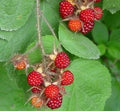 Wild Japanese Wineberry Bush Live Plants, 2 Years Old, Fruiting, Rubus phoenicolasius, Berry Producing