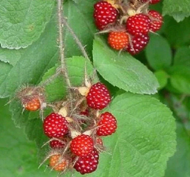Wild Japanese Wineberry Bush Live Plants, 2 Years Old, Fruiting, Rubus phoenicolasius, Berry Producing