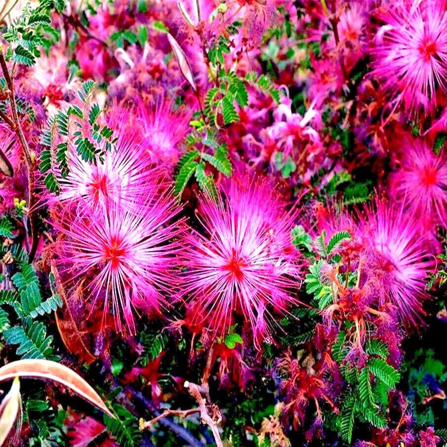 Pink Fairy Duster Tree Seeds - Mesquitella eriophylla - Flowering Mimosa Plant - Rare Drought-Tolerant Seeds