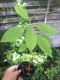 Live Avocado Tree 5-8" Aguacate Fruit Plant Persea americana