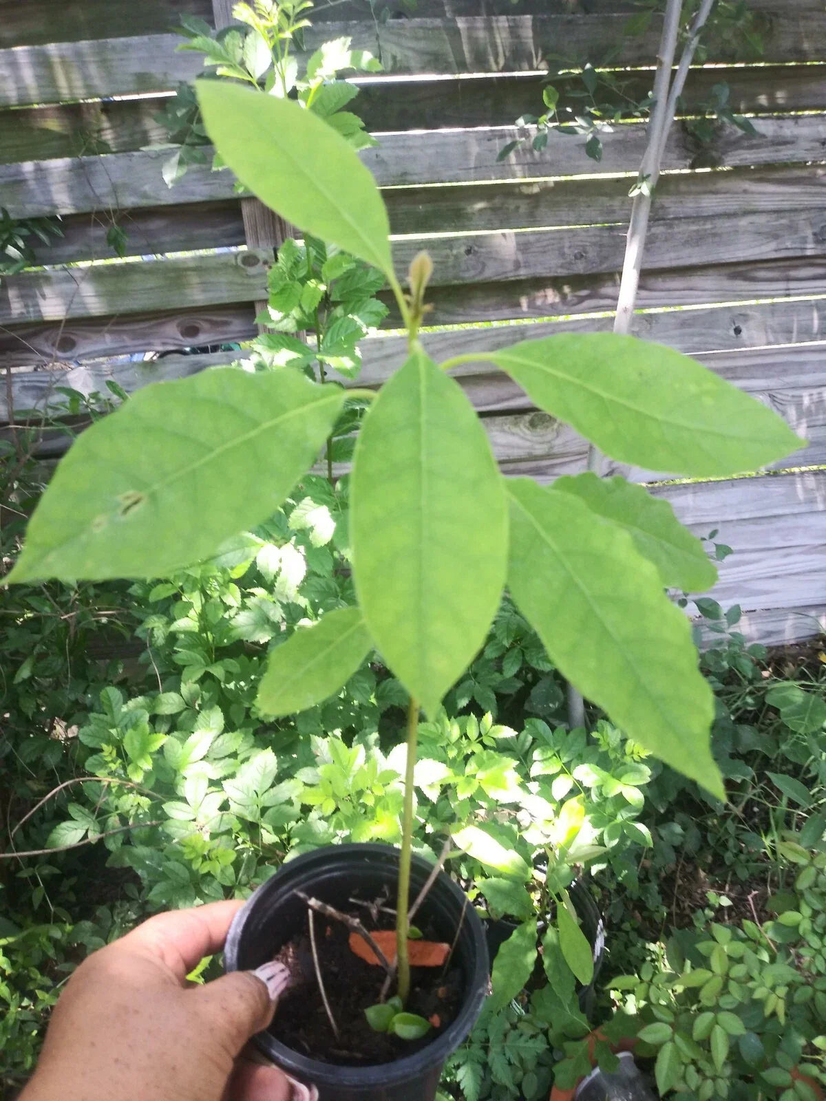 Live Avocado Tree 5-8" Aguacate Fruit Plant Persea americana