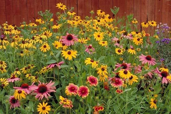 Wildflower Mix Seeds - Partial Shade - Fresh Seed Blend for Pollinators - Native Wildflowers