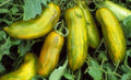 Green Sausage Tomato Seeds - Heirloom Green Sleeves - Pasting Variety - NON-GMO