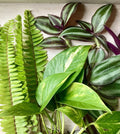 Rooted House Plant Cuttings - 15 Cuttings, Variety Mix, Perfect for Propagation, Ideal for Indoor Gardening