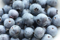 Southern Blueberry Seeds - Evergreen Shrub - Heat Tolerant - Vaccinium ashei