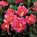 Hot Tamale Miniature Rose Cuttings - Unrooted Fresh Cuttings - 4" Long - 3 Stems - Rosa Miniature