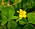 Yellow Wood Sorrel Seeds - 100 Organic Lemon Clover Seeds (Oxalis stricta) - 3/25 Harvest