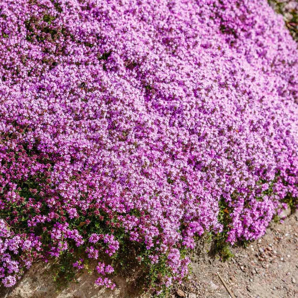 Creeping Thyme Seeds - 1000 Non-GMO Purple Fragrant Groundcover Perennial - Thymus serpyllum
