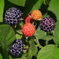 Glencoe Thornless Raspberry Plants - 3 Bare Root Purple Raspberry Starter Plants - Rubus idaeus