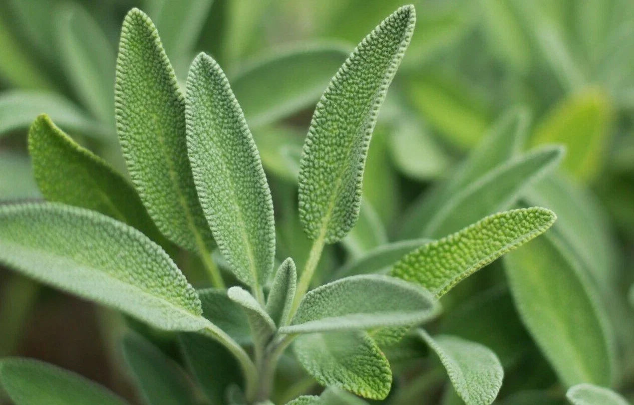 Sage Herb Seeds 100+ Broadleaf Culinary Shrub Bush Salvia officinalis, Aromatic Garden Plant, Free Shipping