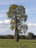 Queensland Bottle Tree Live Plant in 3 Gallon Pot, Brachychiton rupestris, Unique Tropical Foliage for Home or Garden
