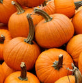 Small Sugar Pumpkin Seeds - Heirloom, Stringless, Non-GMO for Canning & Pies - 20 Seeds (Cucurbita pepo)