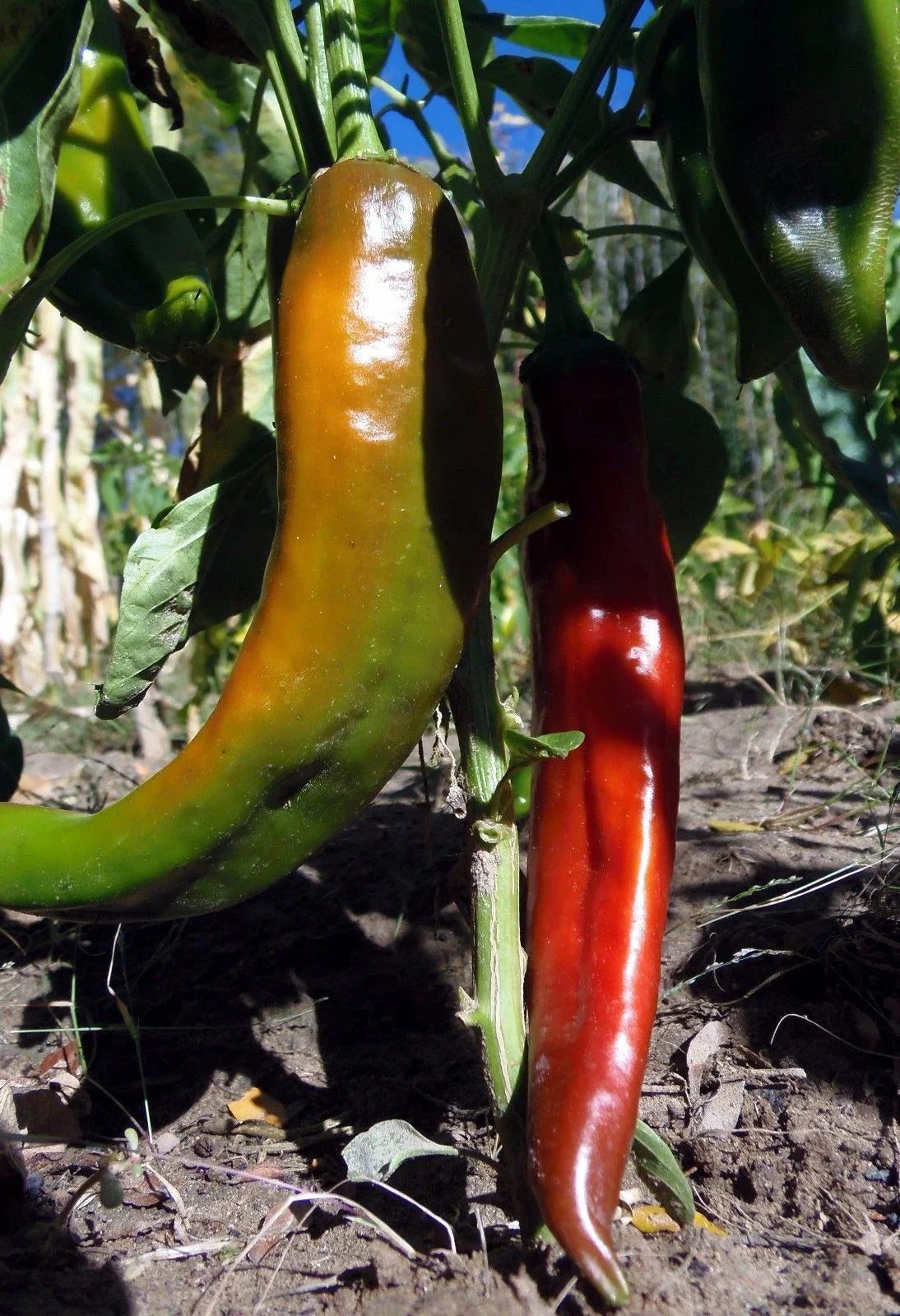 Hot Chile Pepper Seeds - Hatch NuMex - NON-GMO Red - Capsicum annuum