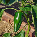 Ancho Poblano Pepper Seeds 25+ NON-GMO Heirloom Vegetable Seeds for Gardening Capsicum annuum