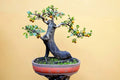 Persimmon Bonsai Tree Seeds - 10 Pack - Diospyros kaki - Made in USA, Ships from Iowa