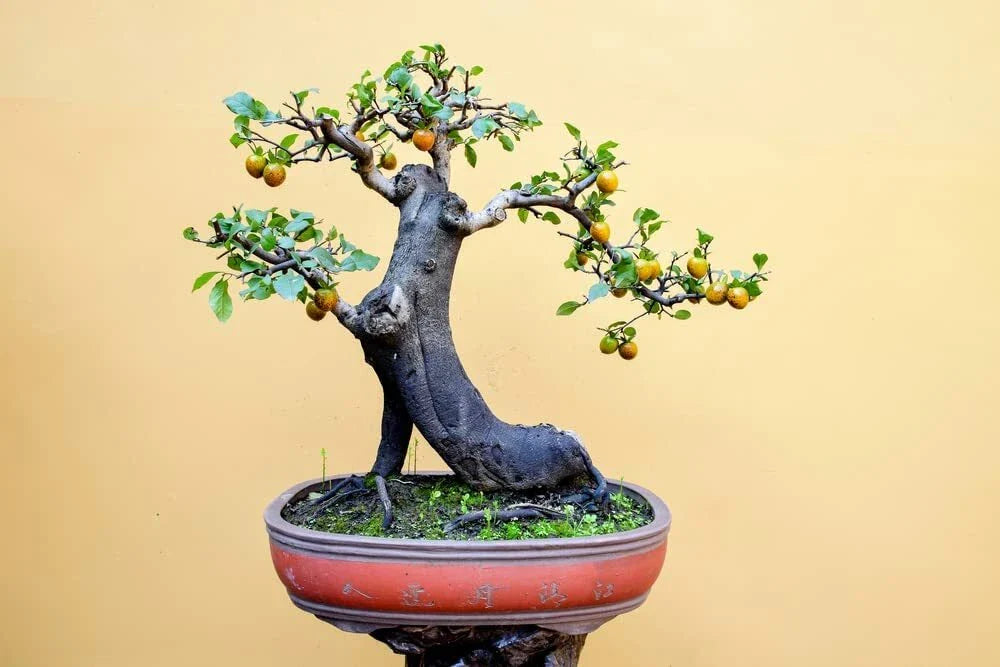 Persimmon Bonsai Tree Seeds - 10 Pack - Diospyros kaki - Made in USA, Ships from Iowa