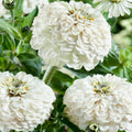 Oklahoma White Zinnia Seeds - 100+ Premium Seeds for Garden Planting - Zinnia elegans - USA Grown, Free Shipping