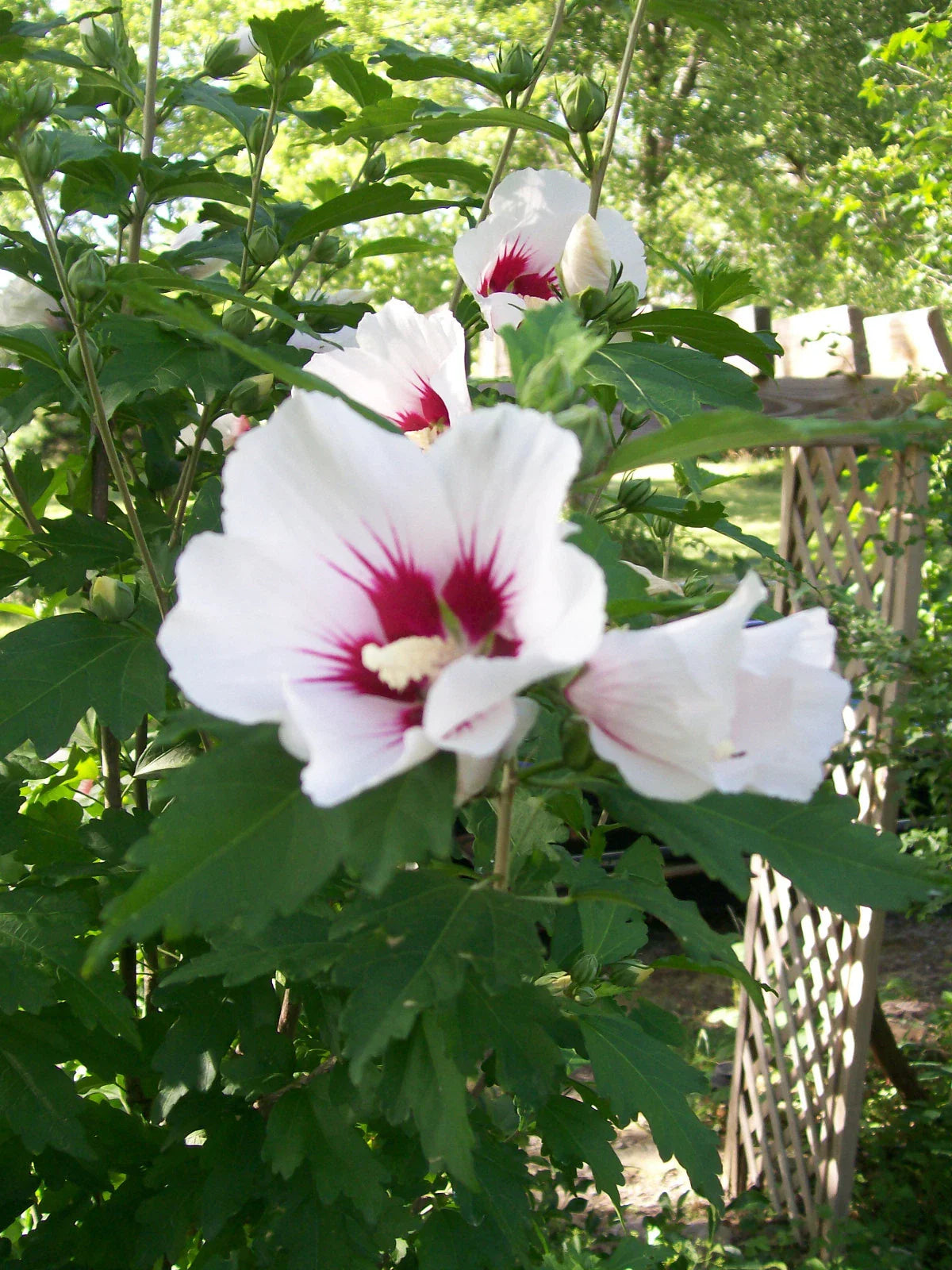 Rose of Sharon Plant 24-36" Mixed Colors Hibiscus Syriacus 2-3 Year Old