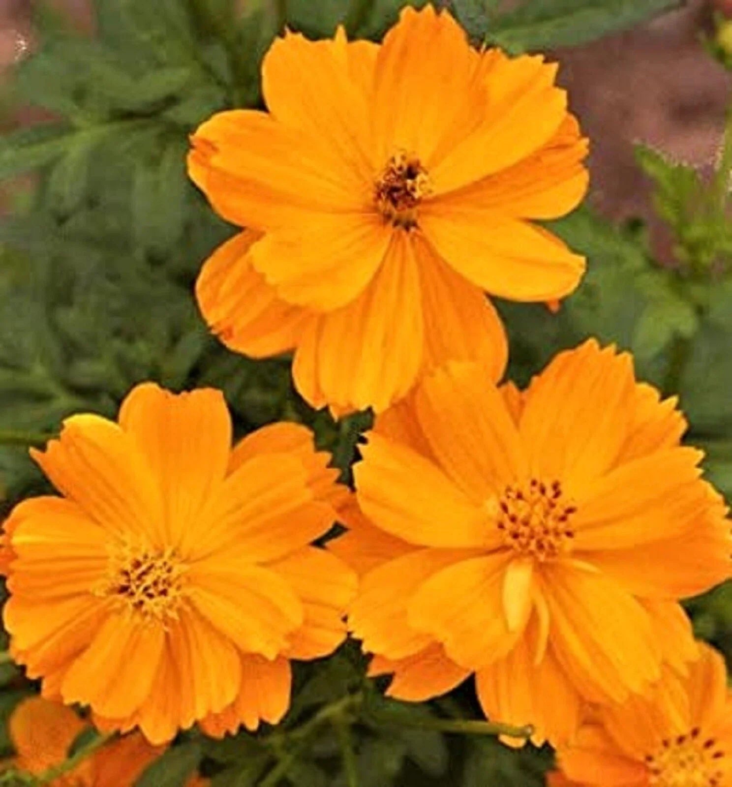 Cosmos Gold Dwarf Sulphur Seeds - 80+ Seeds - Easy to Grow Annual Flower - Cosmos sulphureus