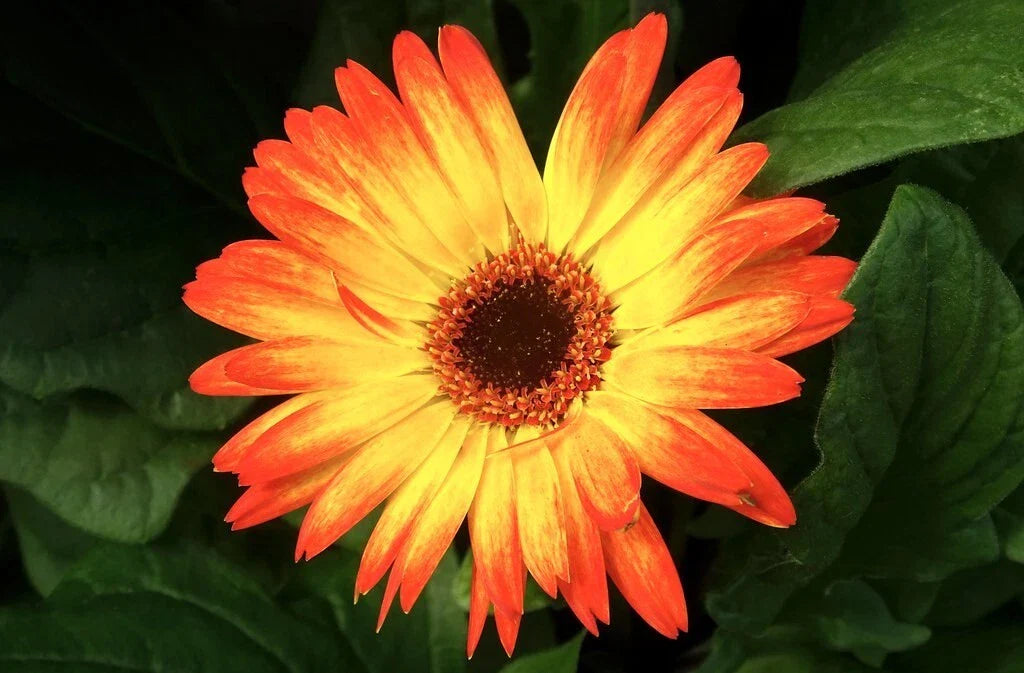 Sunburst Gerbera Daisy Seeds - 200+ Pack for Garden Planting - Bright Yellow Flowers - Gerbera jamesonii