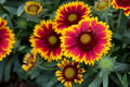 Gaillardia Daisy Seeds - 200+ Pack - Colorful Wildflower Mix - Gaillardia spp.